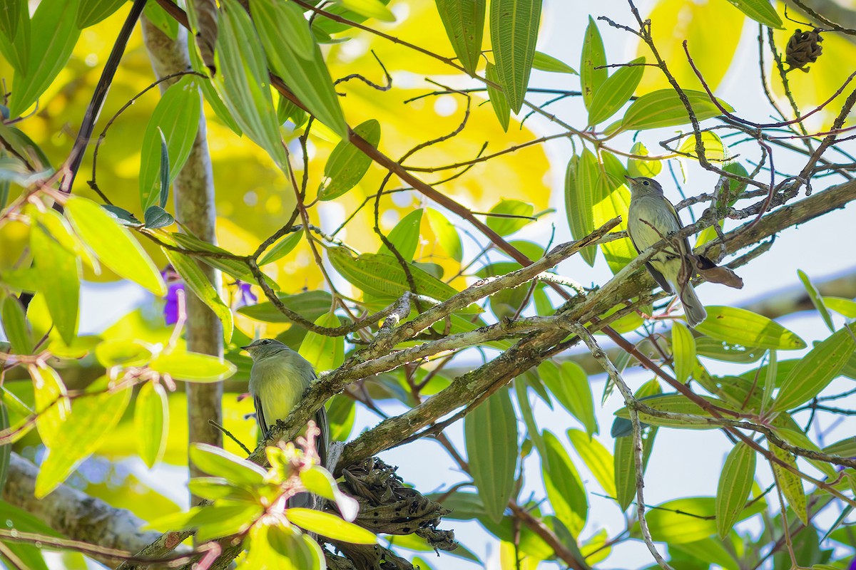 White-crested Elaenia (Chilean) - Gabriel Bonfa