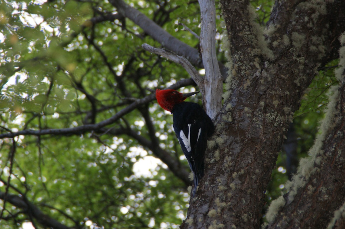 Magellanic Woodpecker - ML636691655