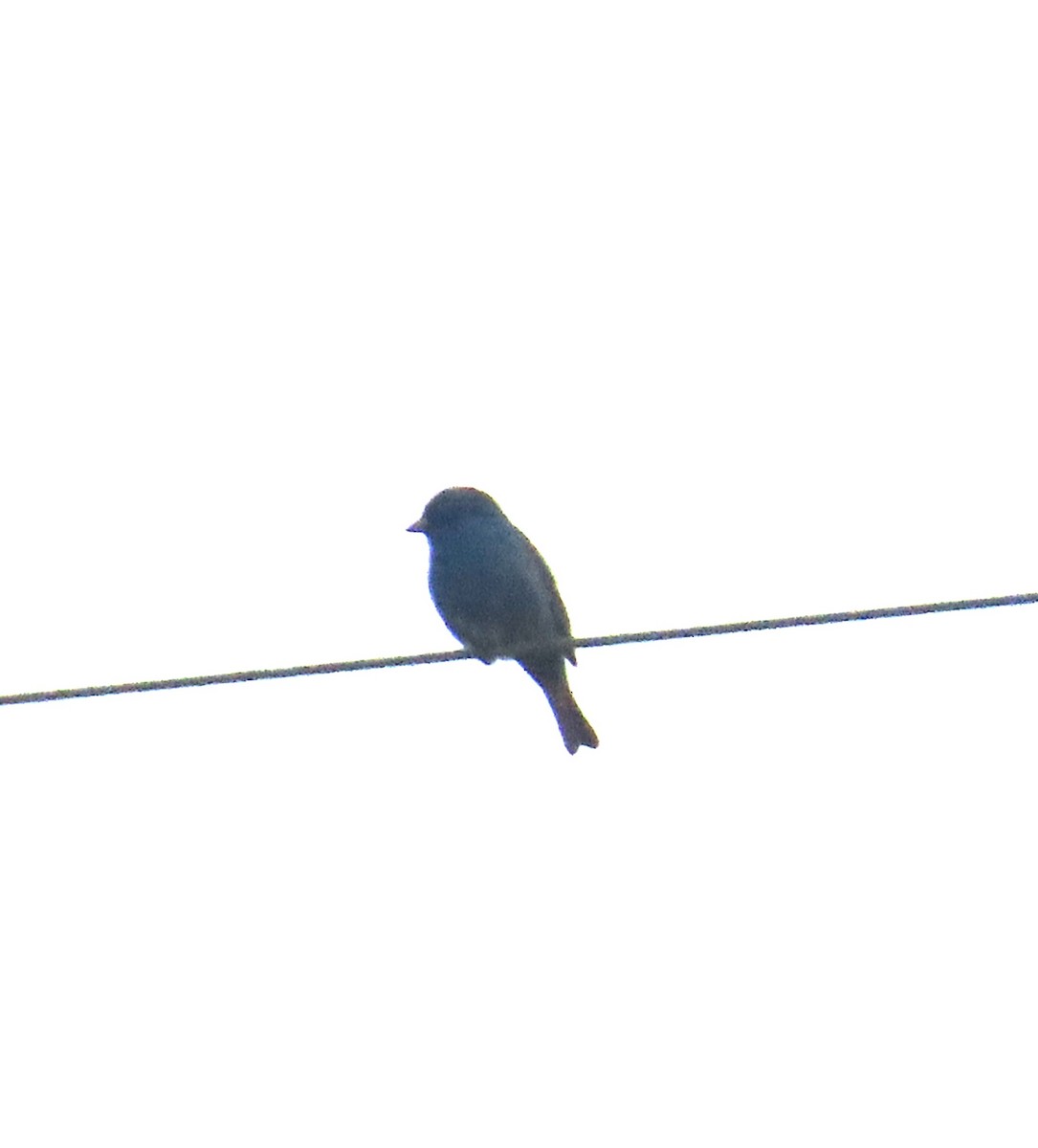 Indigo Bunting - ML636691727