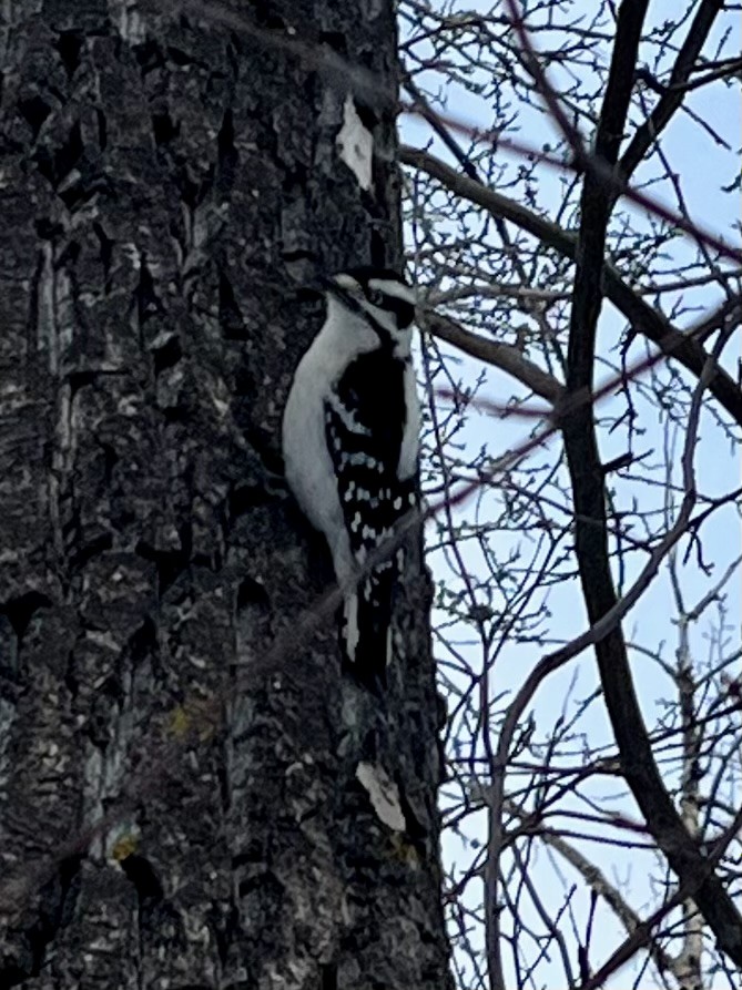 Downy Woodpecker - ML636691729