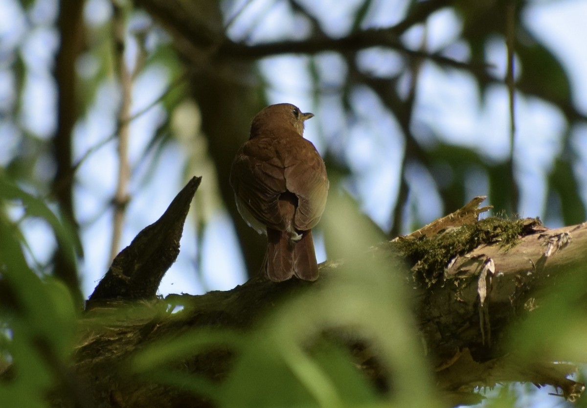Veery - ML636691846