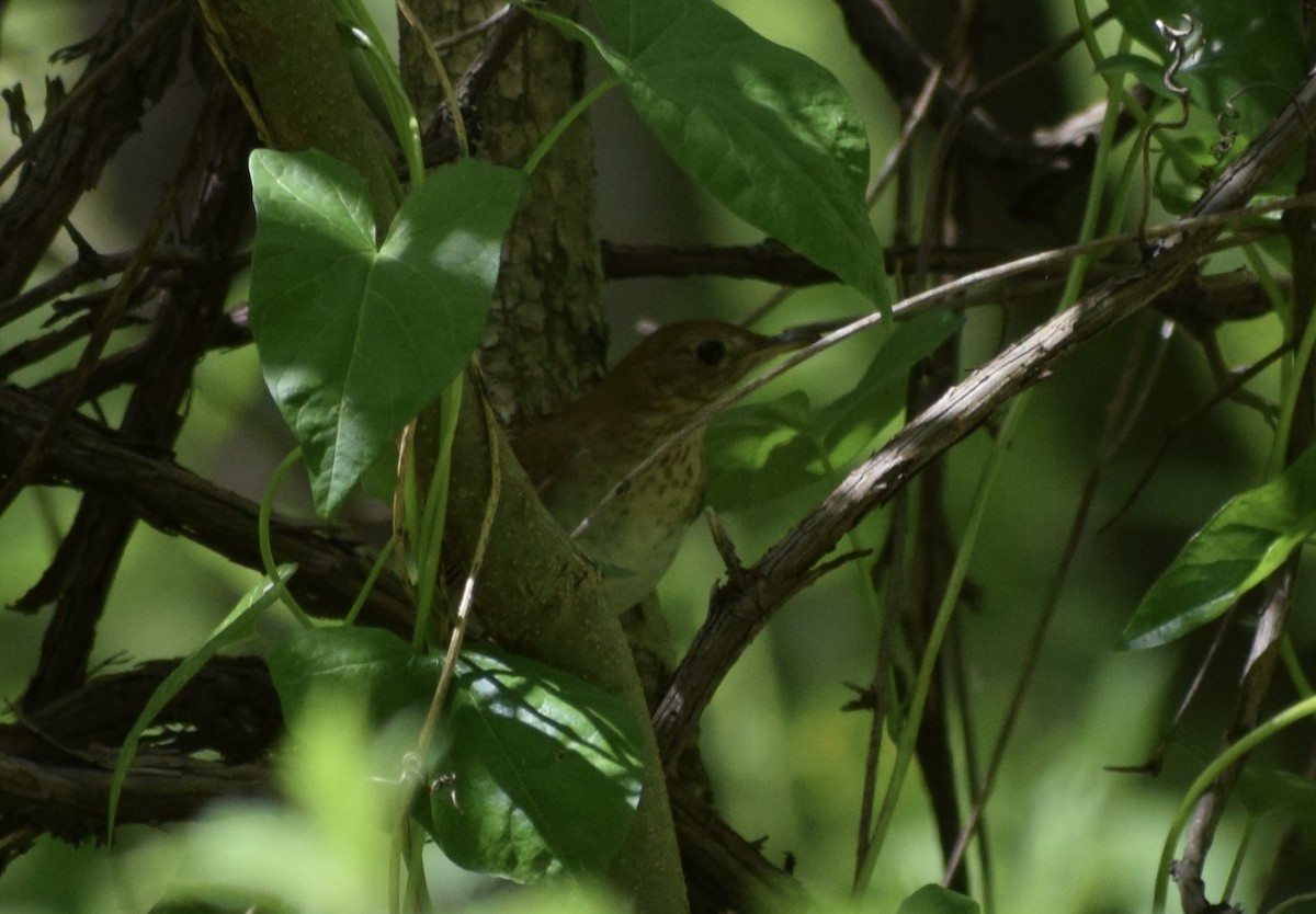 Veery - ML636691848