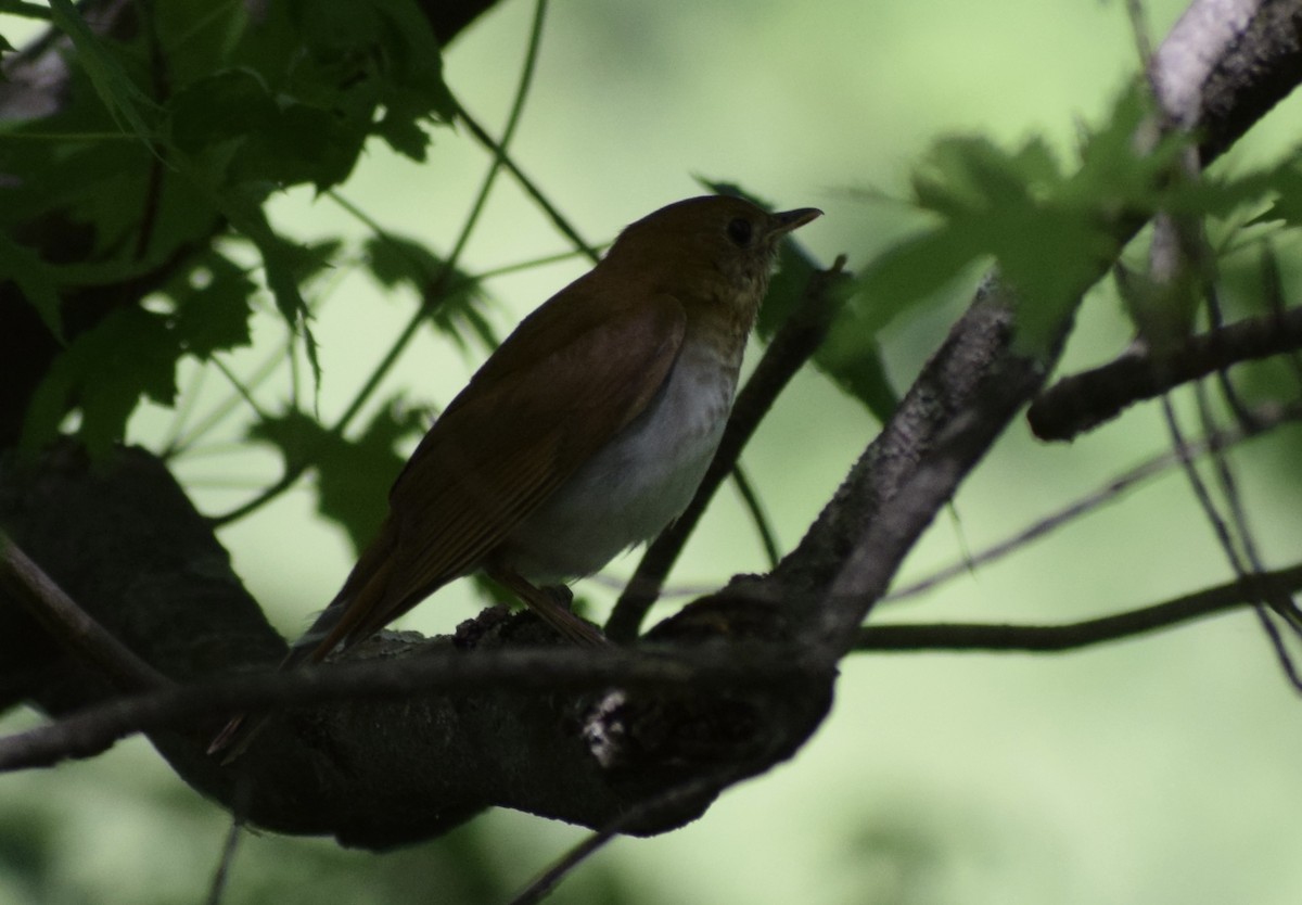 Veery - ML636691849