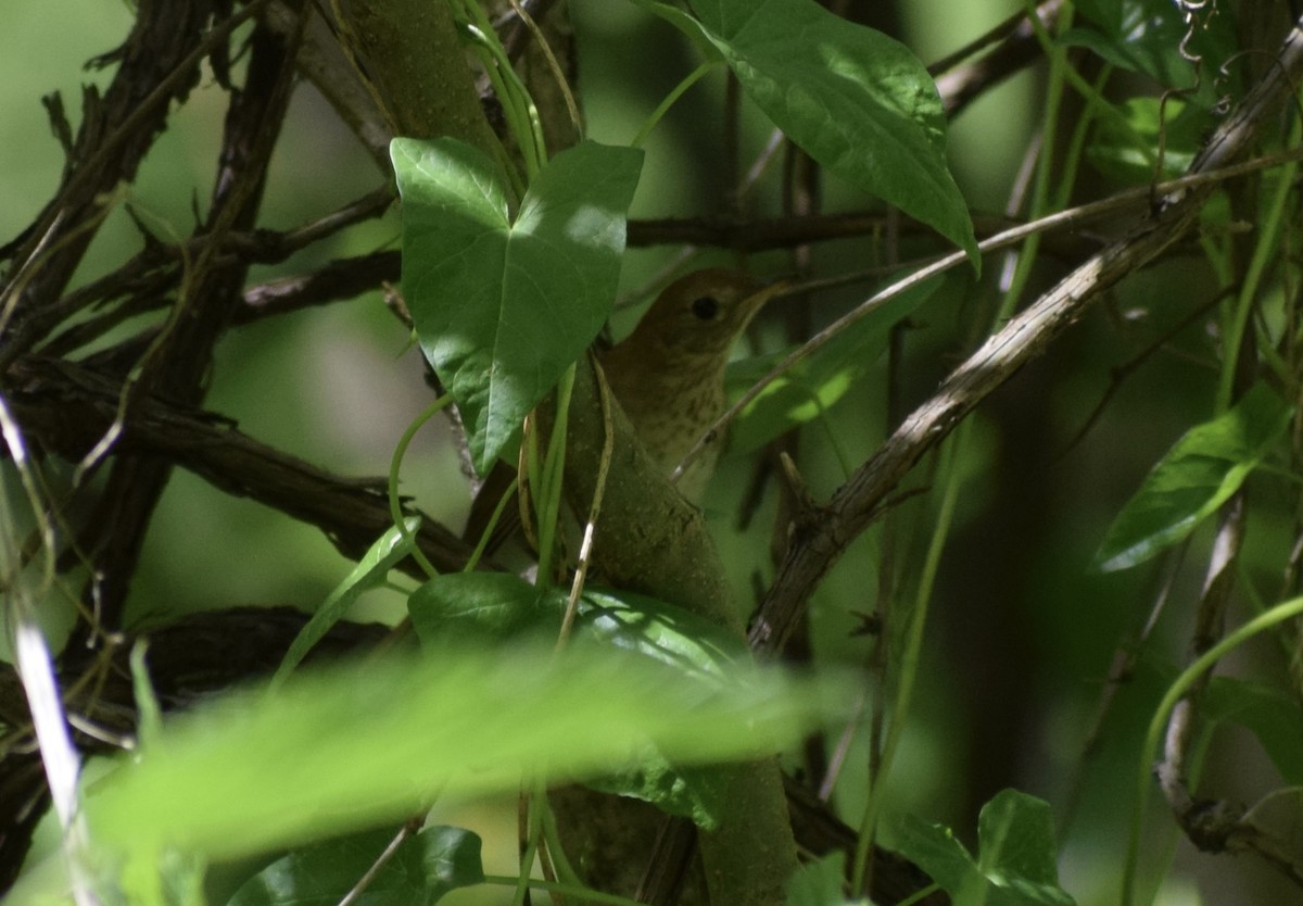 Veery - ML636691850