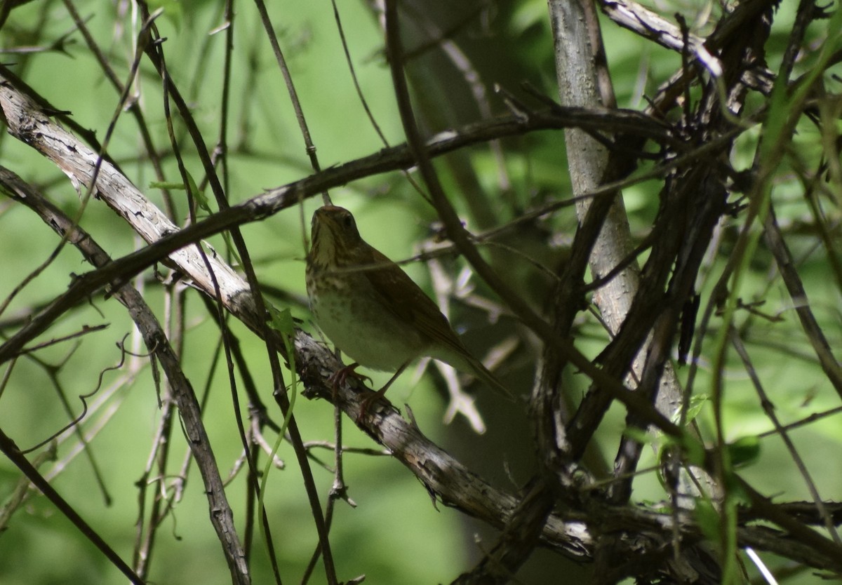 Veery - ML636691851