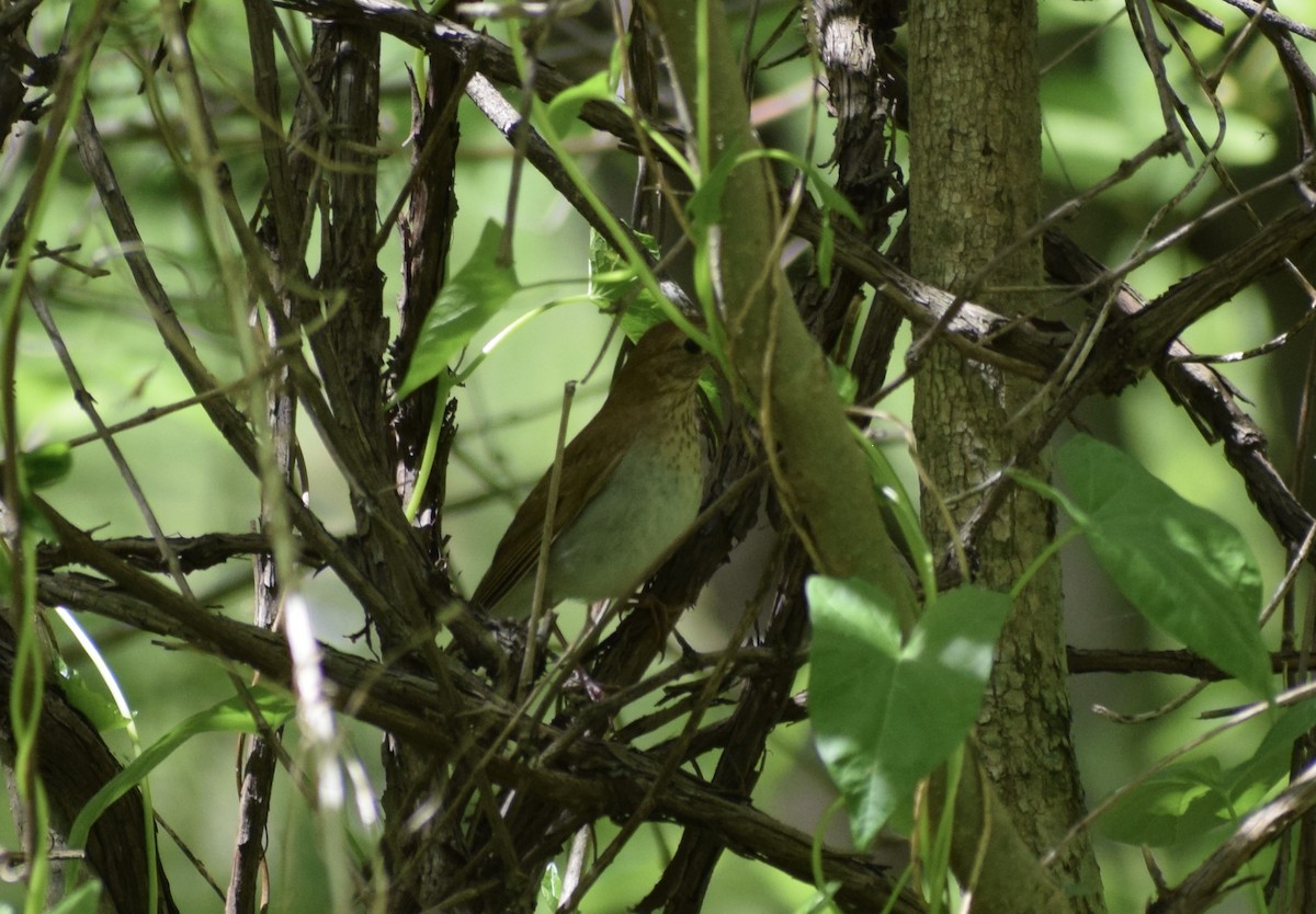 Veery - ML636691852