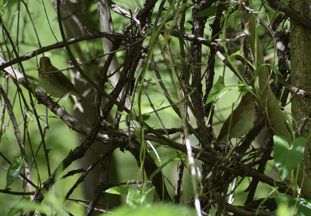 Veery - ML636691853
