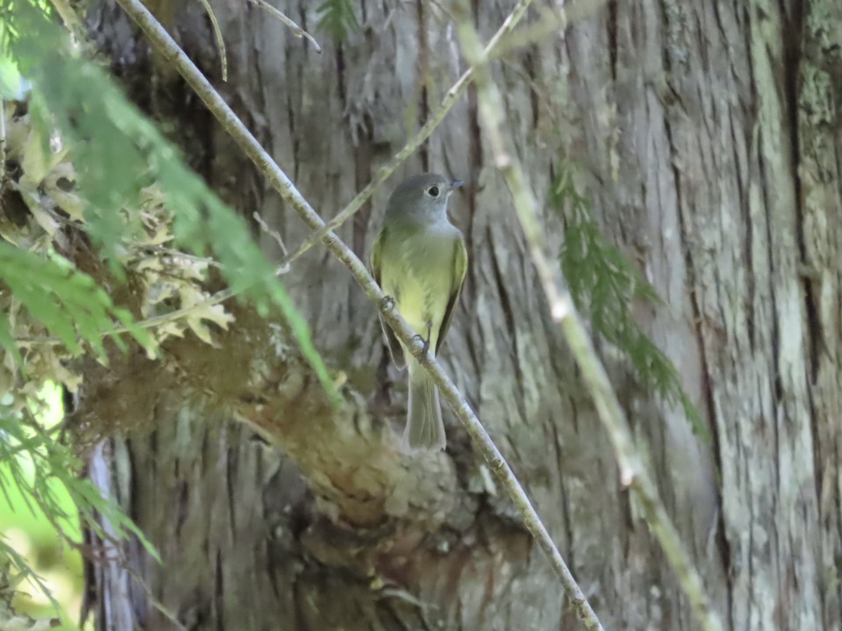 ハモンドメジロハエトリ - ML636691902