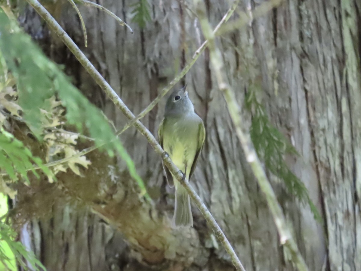 ハモンドメジロハエトリ - ML636691903