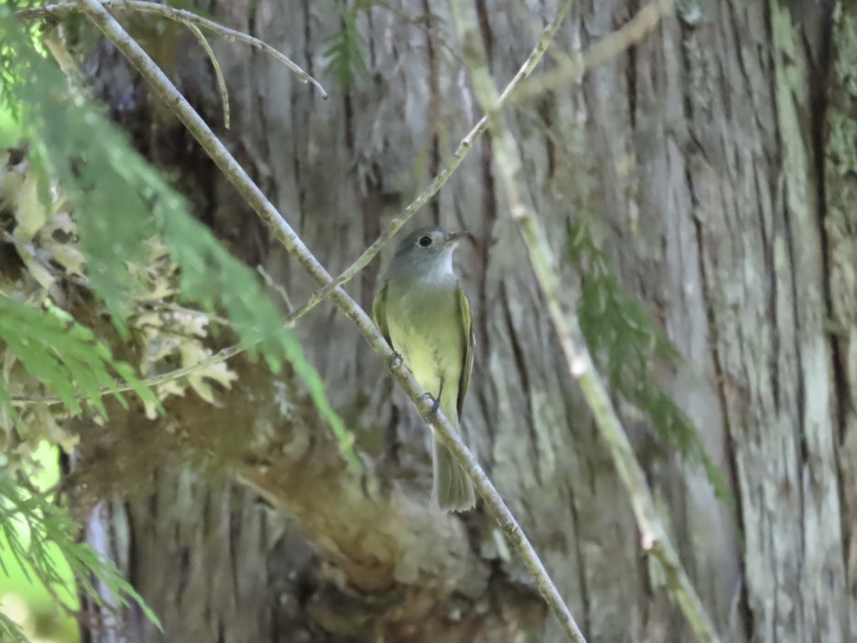 ハモンドメジロハエトリ - ML636691904