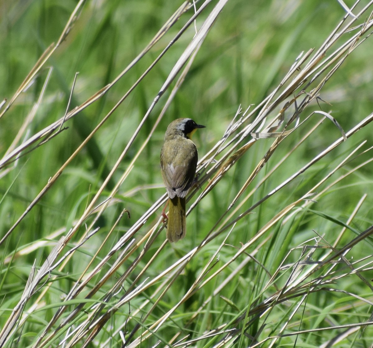 Common Yellowthroat - ML636691905