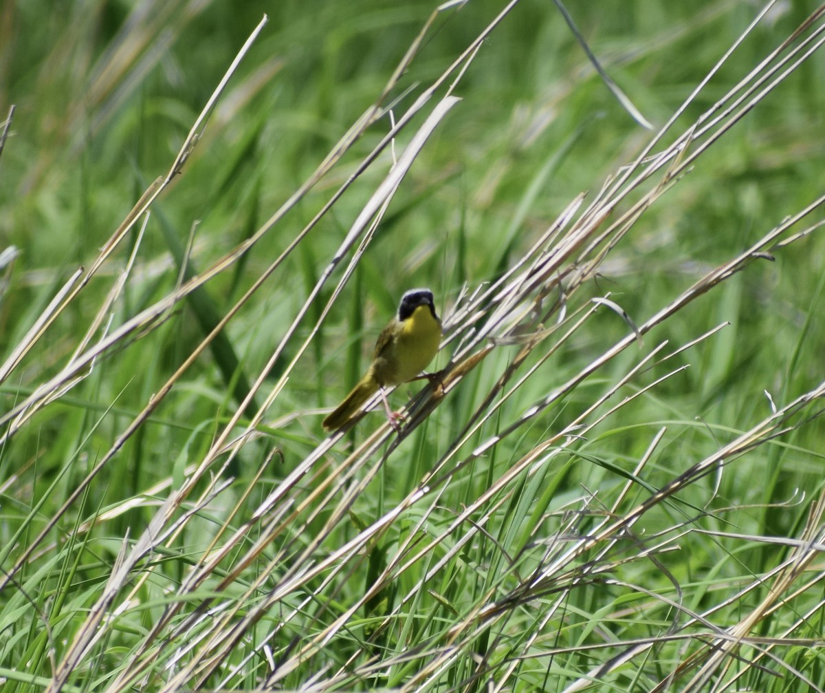Common Yellowthroat - ML636691906