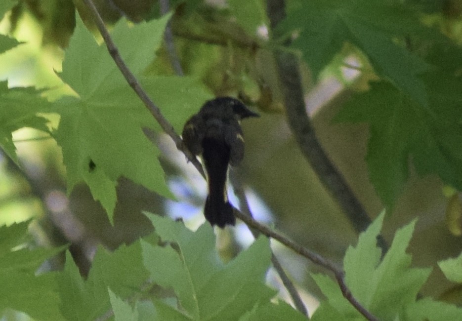 American Redstart - ML636691913
