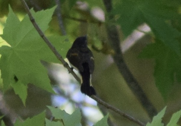 American Redstart - ML636691914
