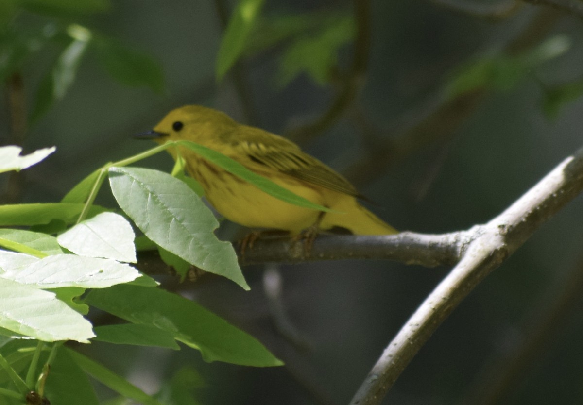 Yellow Warbler (Northern) - ML636691925
