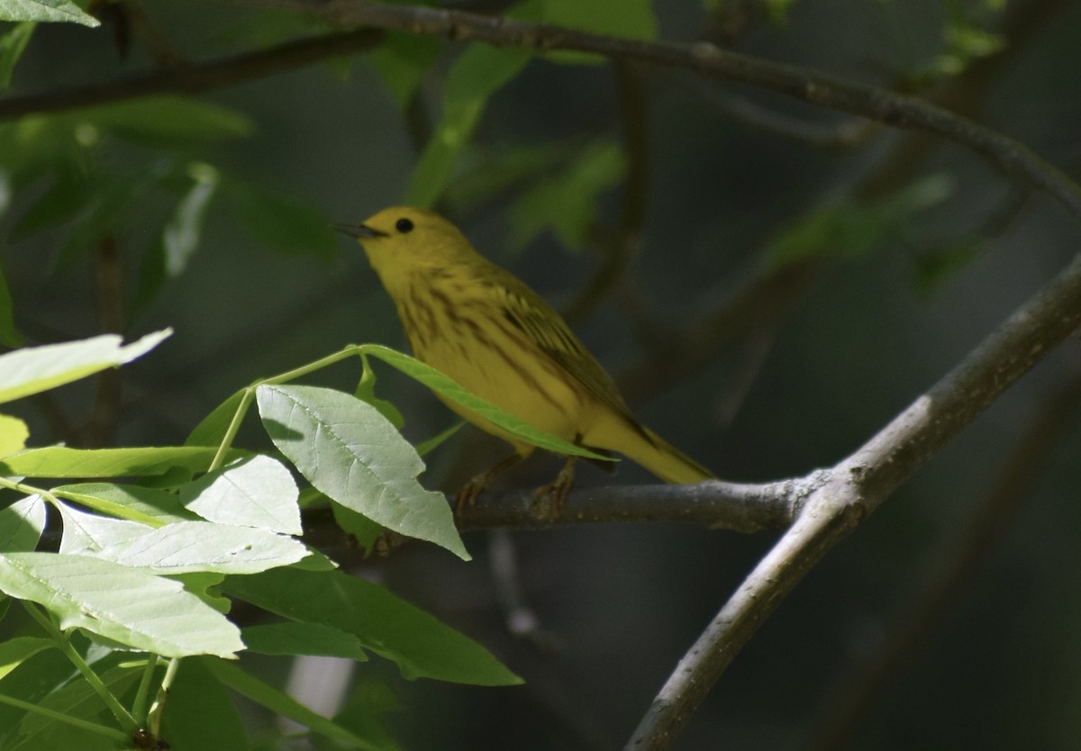 Yellow Warbler (Northern) - ML636691926