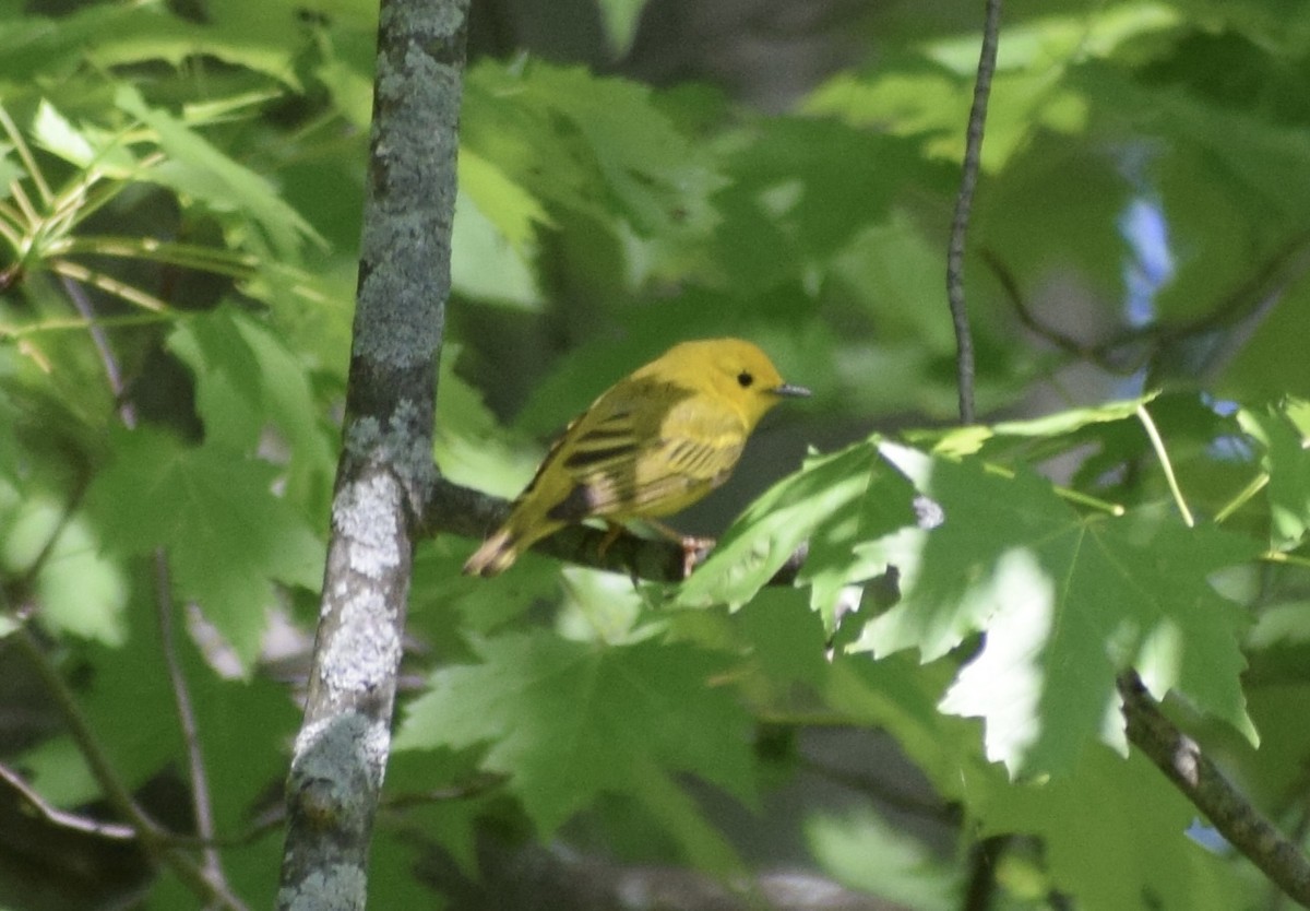 Yellow Warbler (Northern) - ML636691927