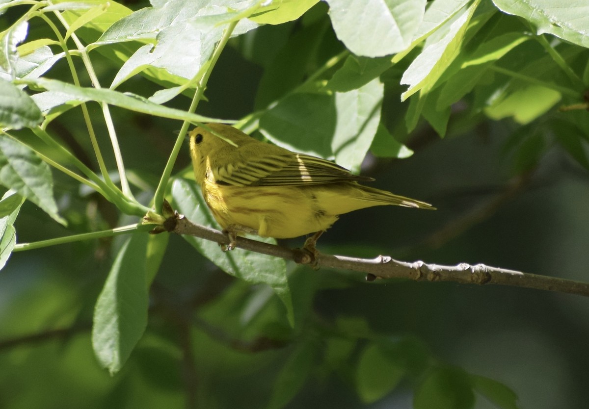 Yellow Warbler (Northern) - ML636691929