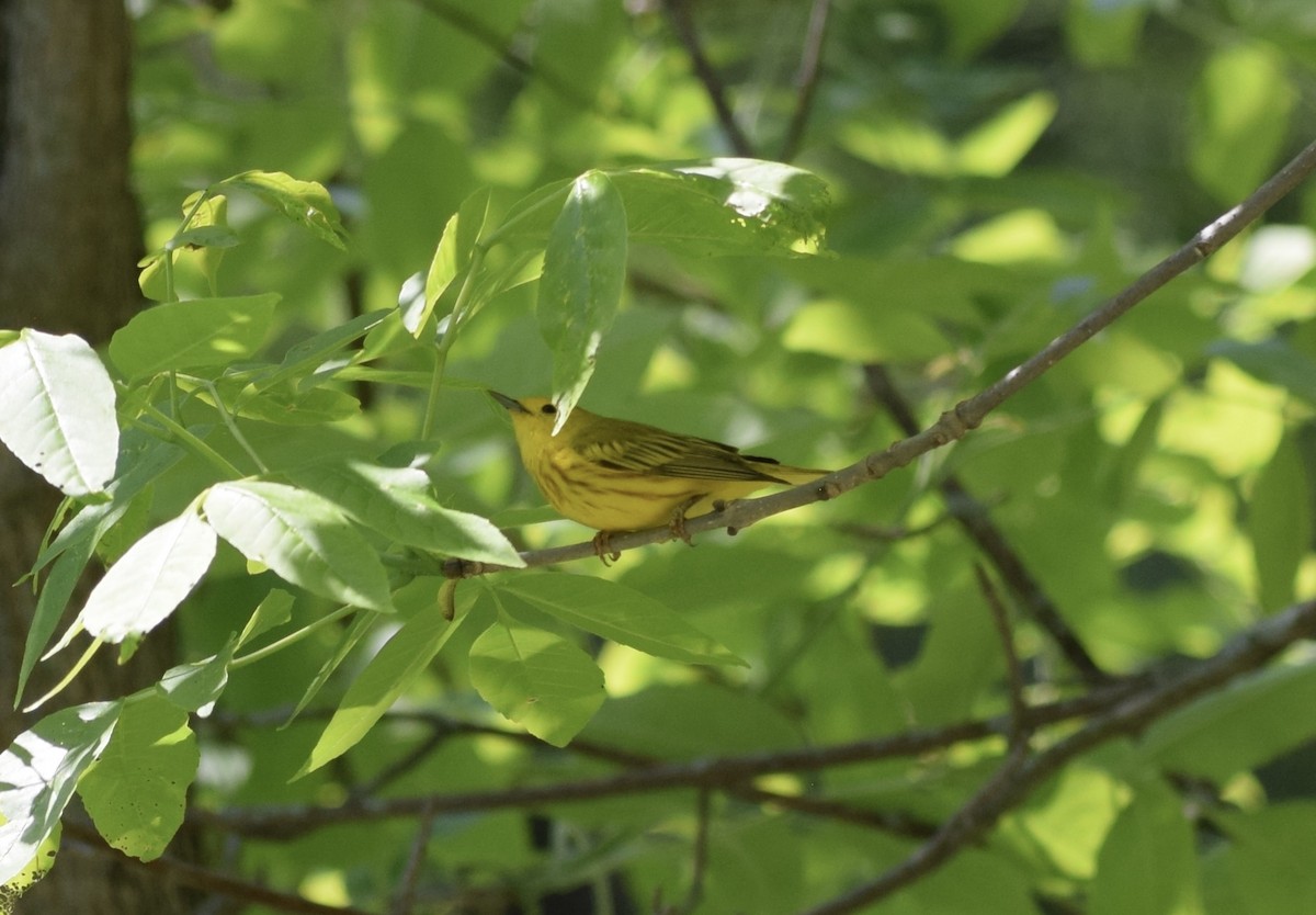 Yellow Warbler (Northern) - ML636691930