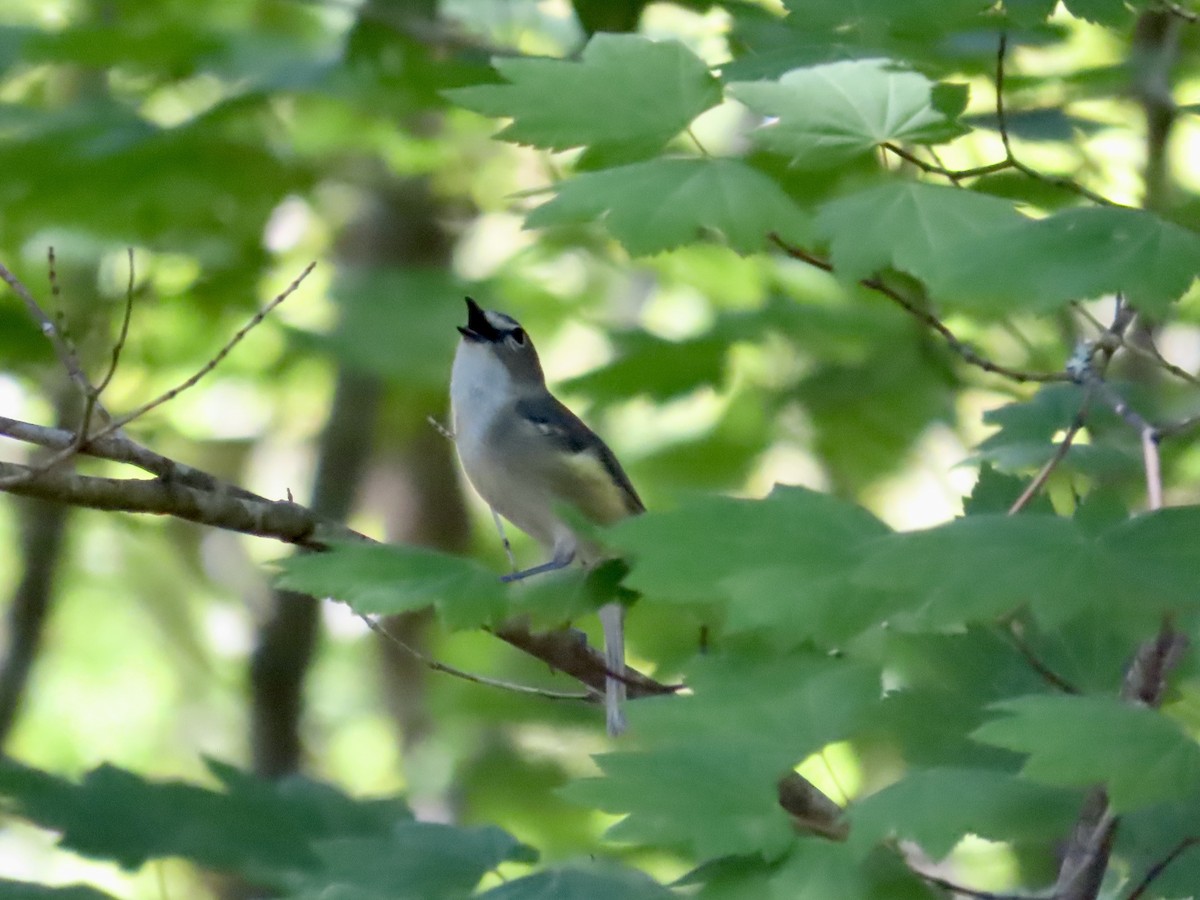 ニシフタスジモズモドキ - ML636691931