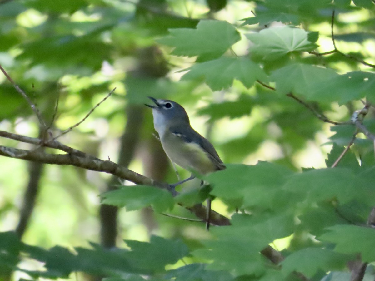 ニシフタスジモズモドキ - ML636691932