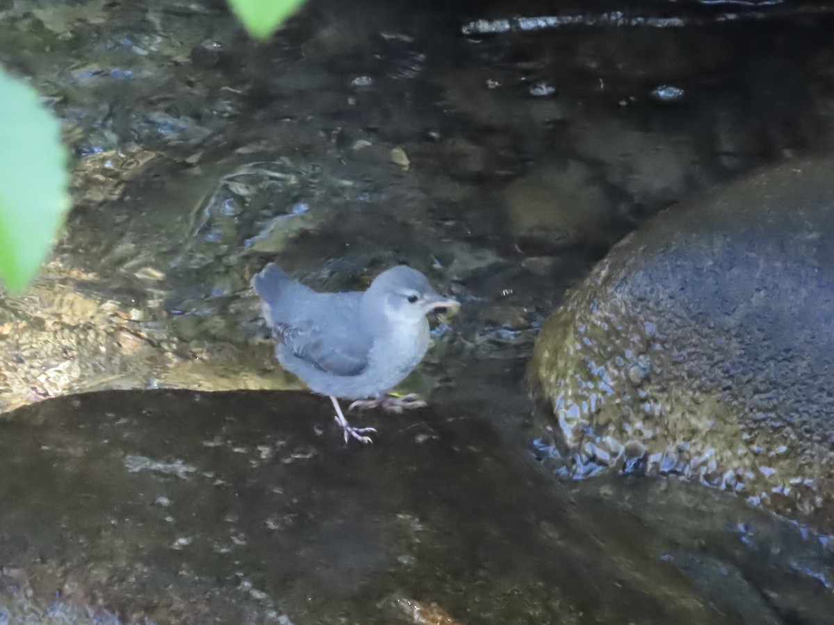 メキシコカワガラス - ML636691945