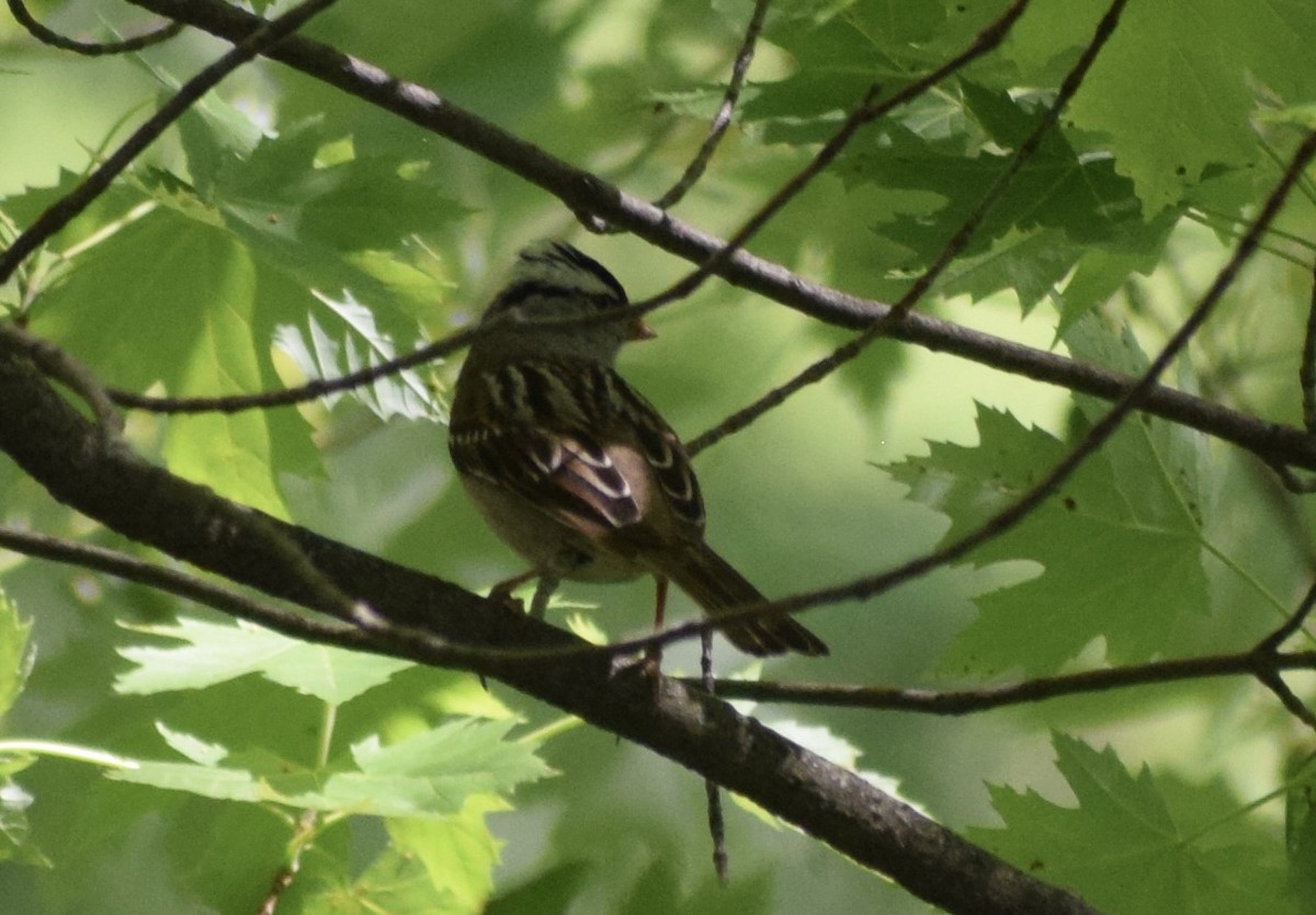 White-crowned Sparrow - ML636691951