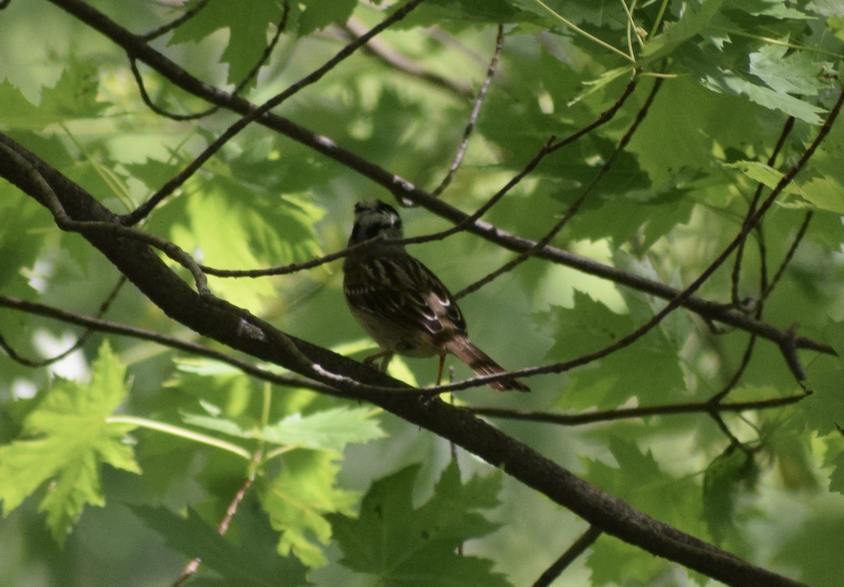 White-crowned Sparrow - ML636691952