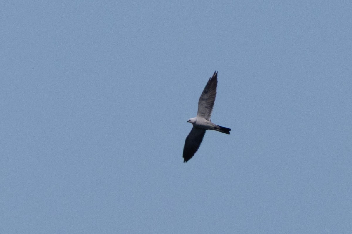 Mississippi Kite - ML636691953
