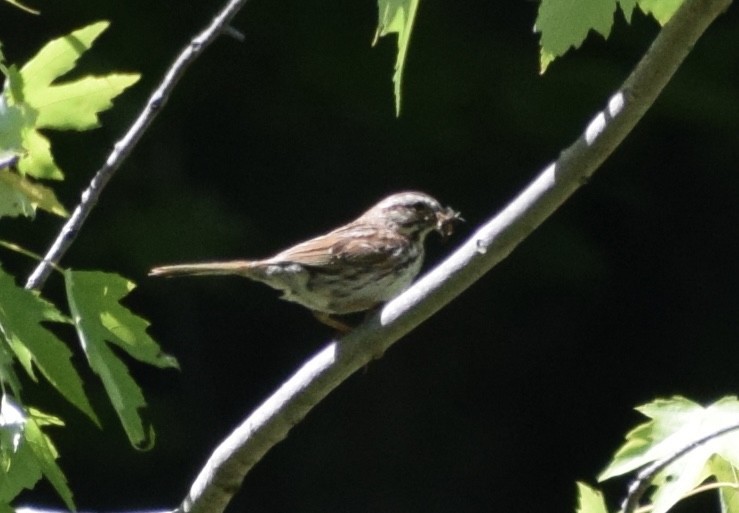 Song Sparrow - ML636691963