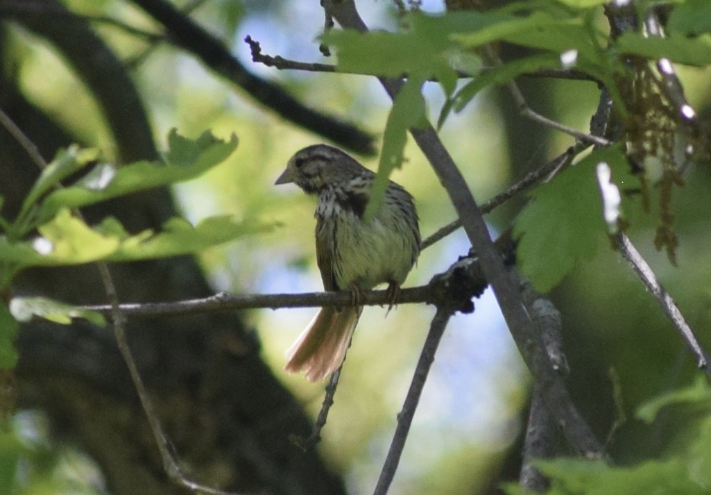 Song Sparrow - ML636691964