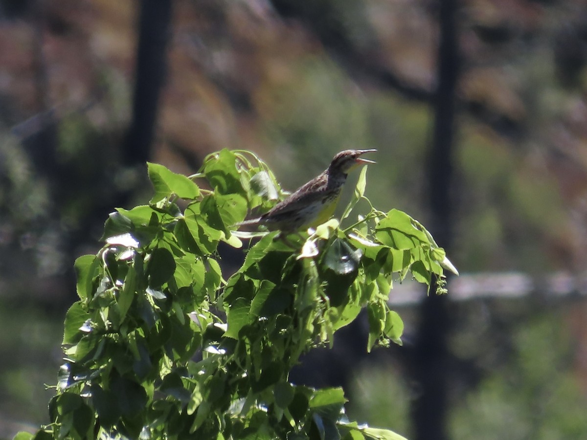 ニシマキバドリ - ML636691968