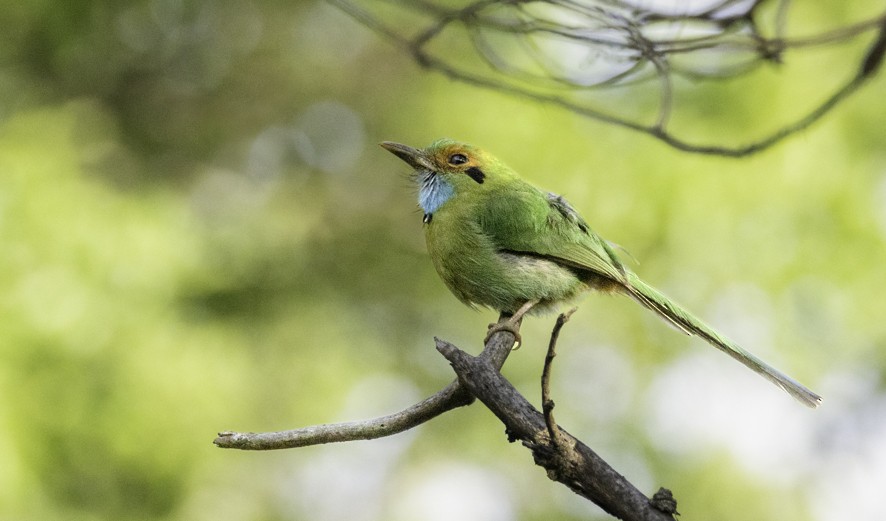 Blue-throated Motmot - ML636692121