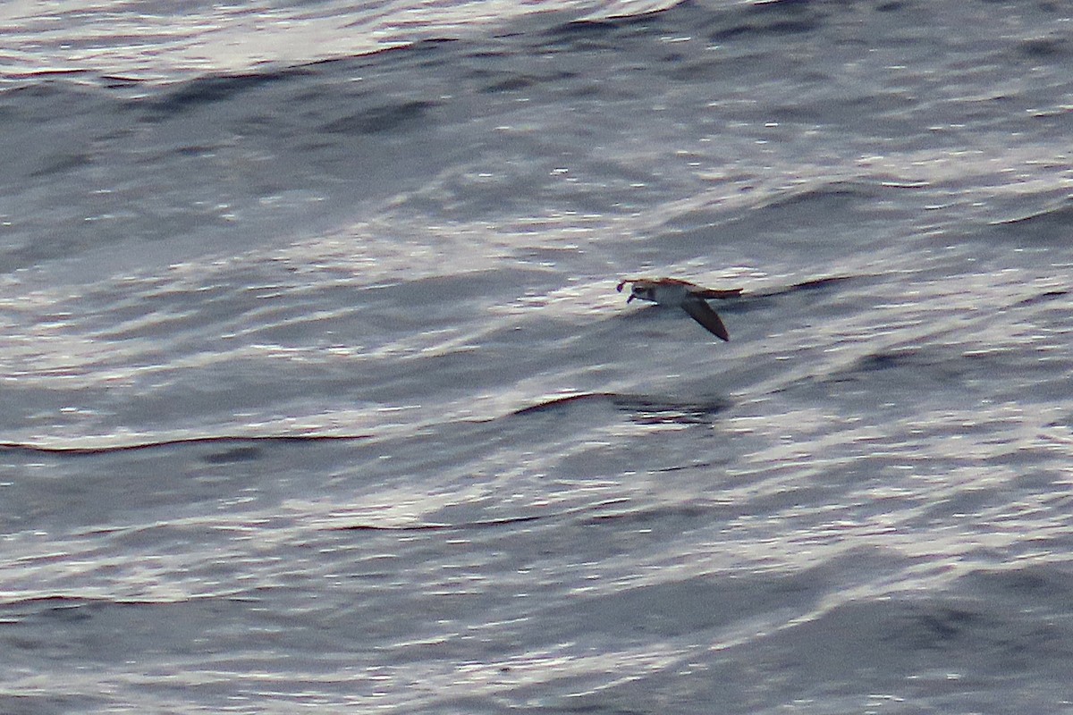 White-faced Storm-Petrel - ML636692141