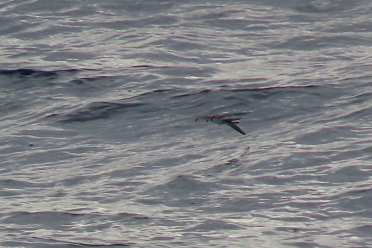 White-faced Storm-Petrel - ML636692191
