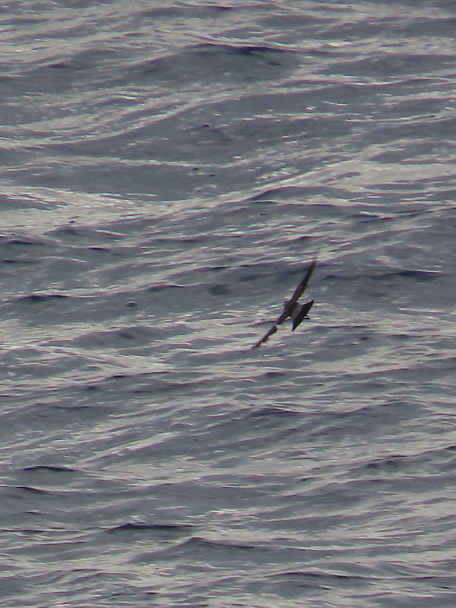 White-faced Storm-Petrel - ML636692192