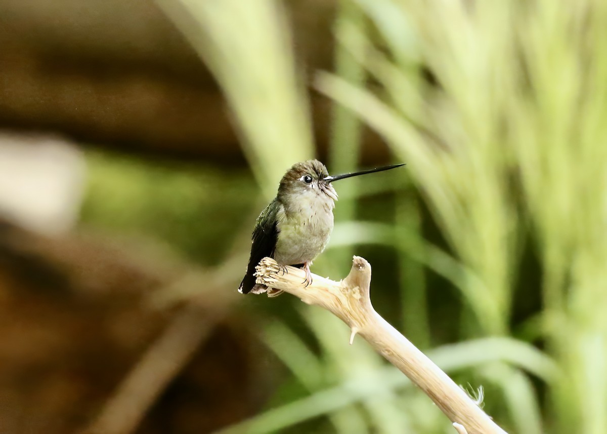 Green-fronted Lancebill - ML636692209