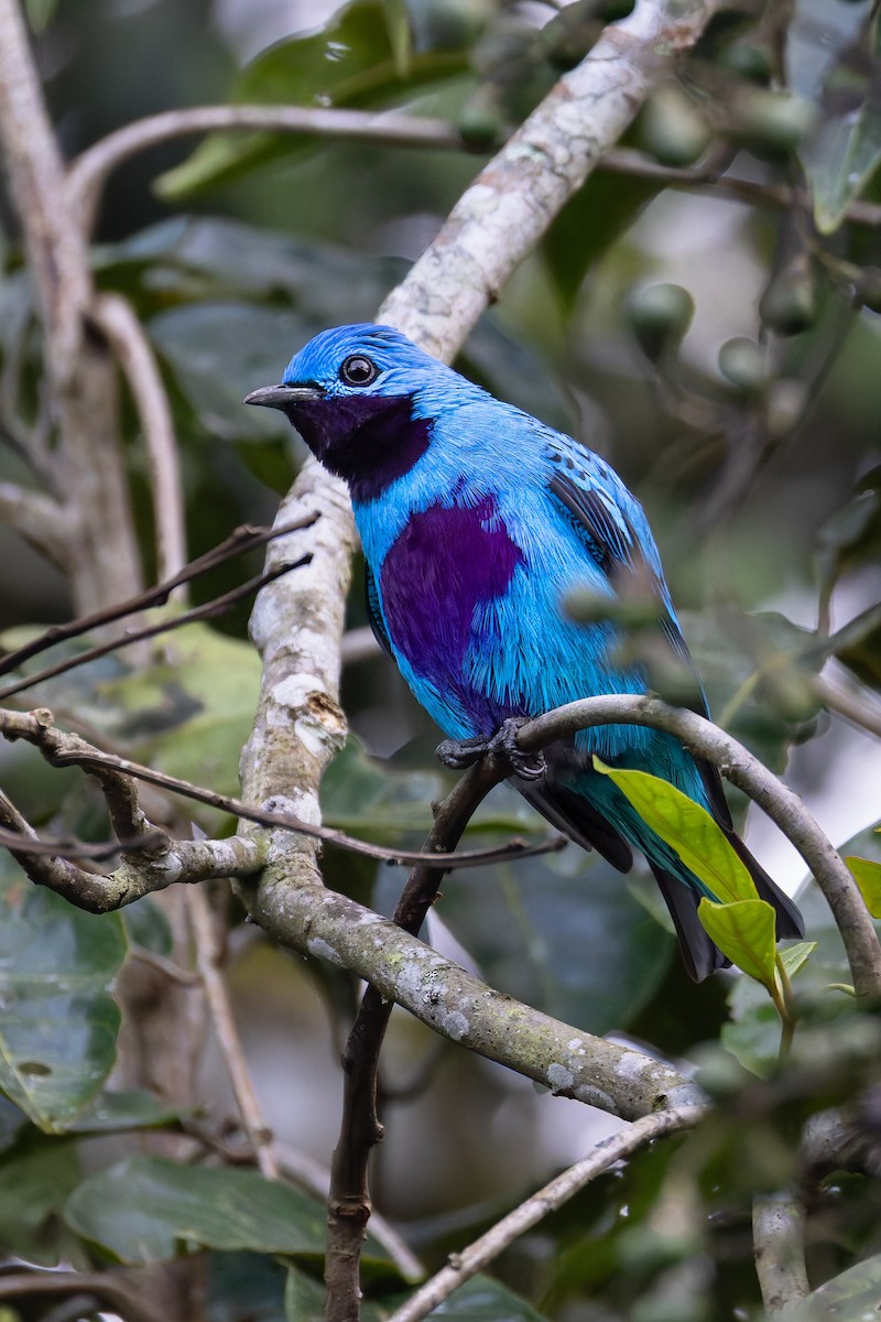 Turquoise Cotinga - ML636692221