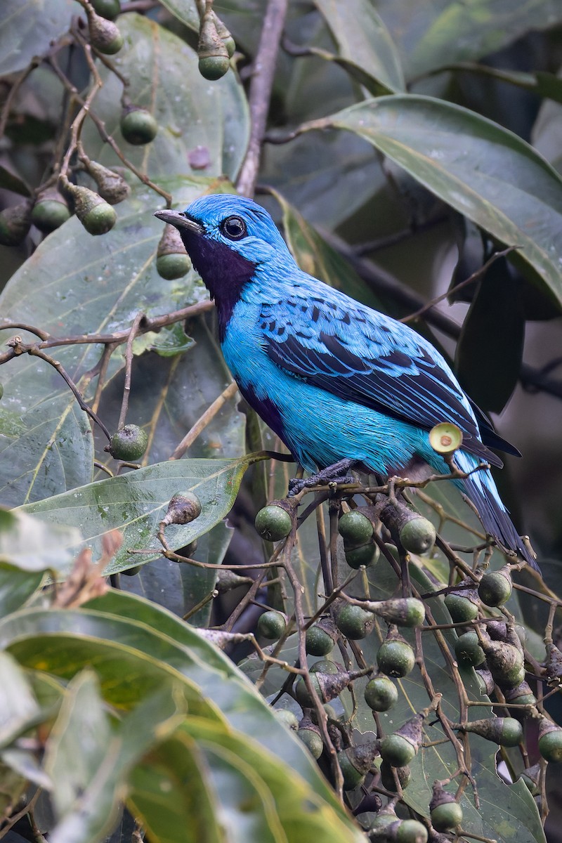 Turquoise Cotinga - ML636692222