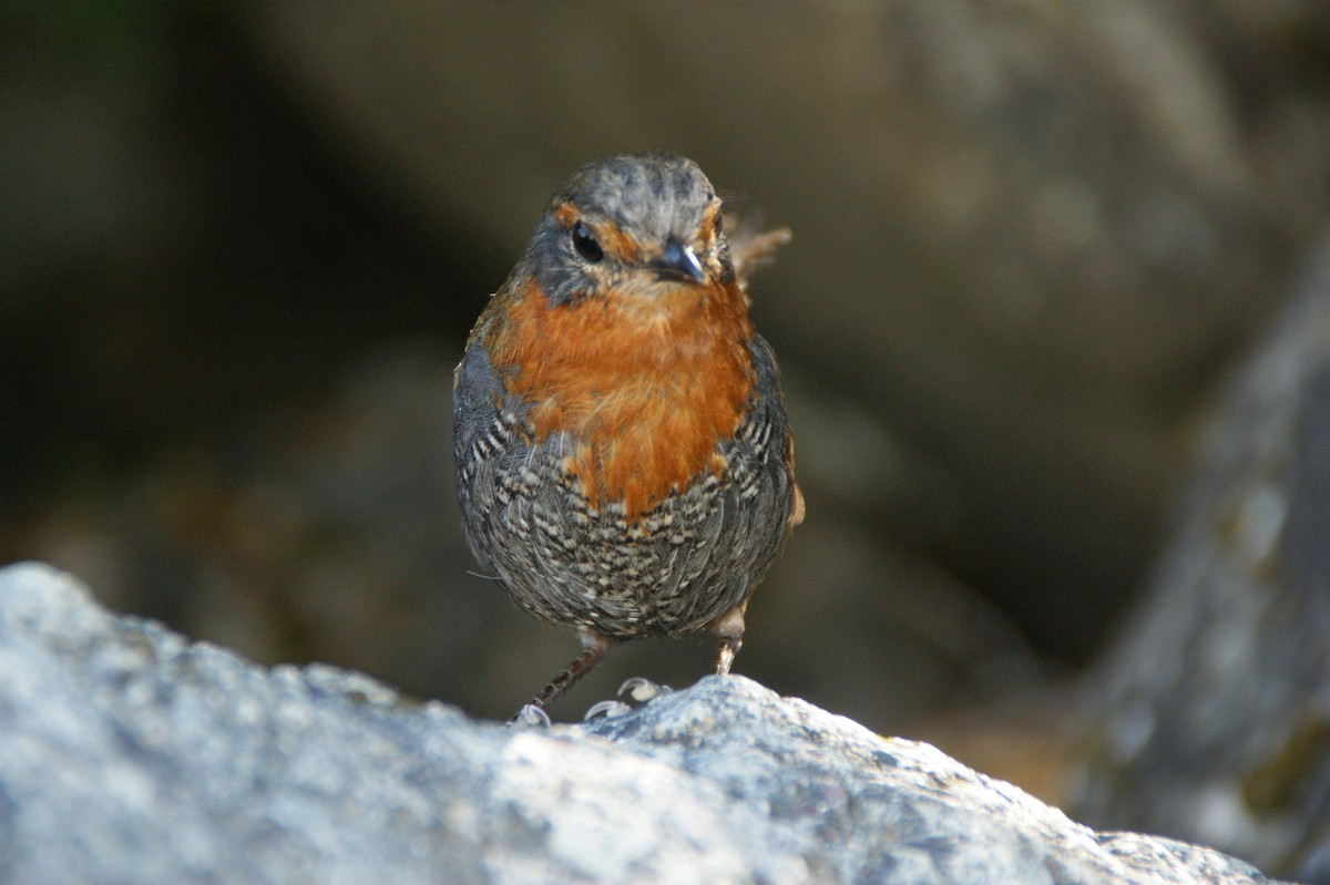 Chucao Tapaculo - ML636692236