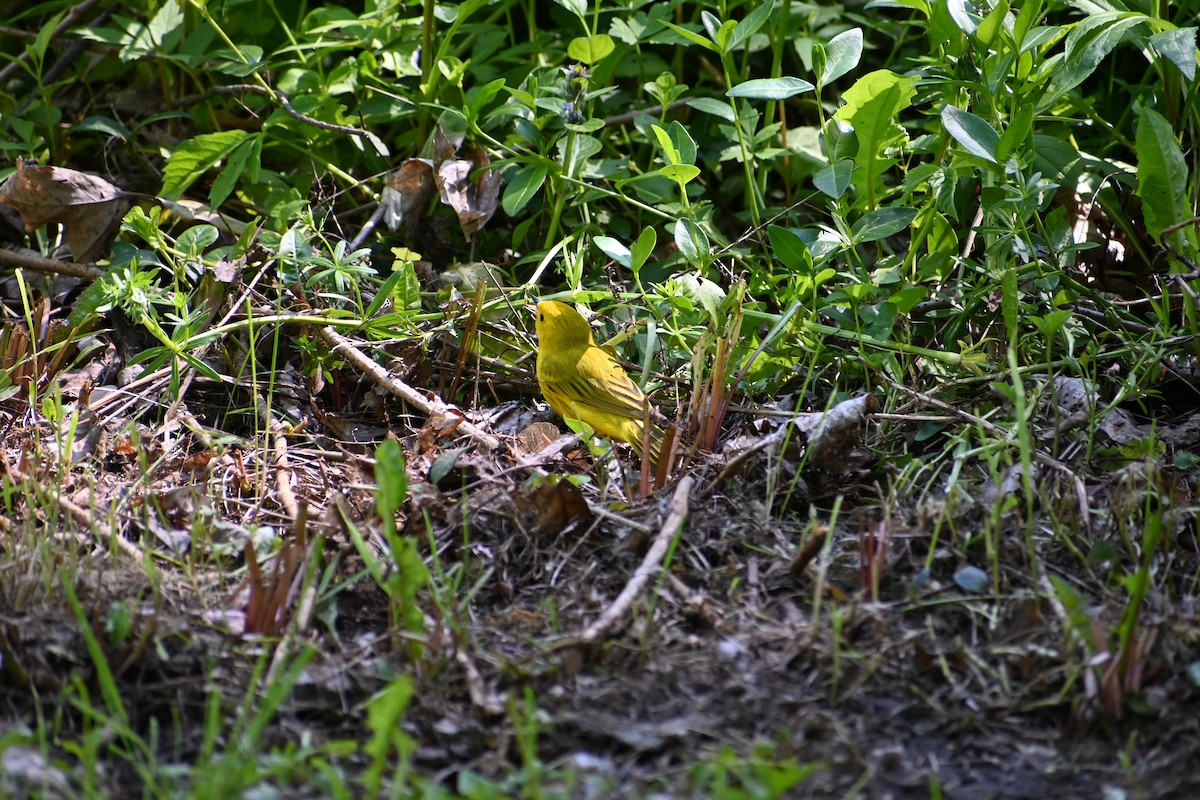 Yellow Warbler - ML636692274