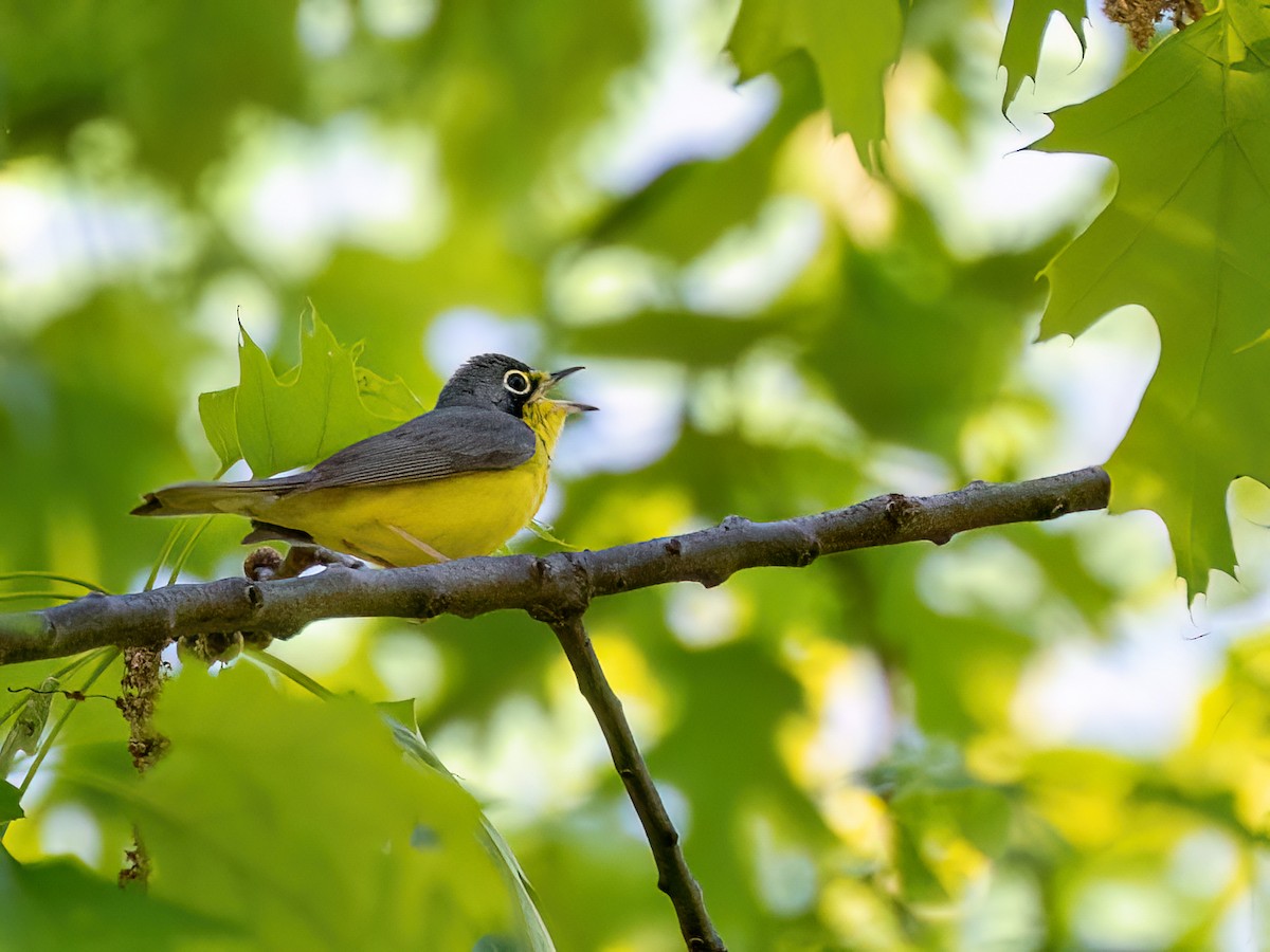 Canada Warbler - ML636692306