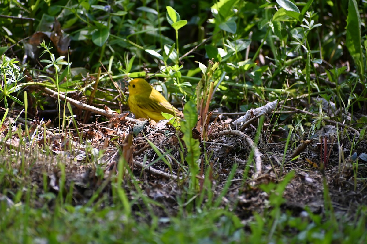 Yellow Warbler - ML636692307