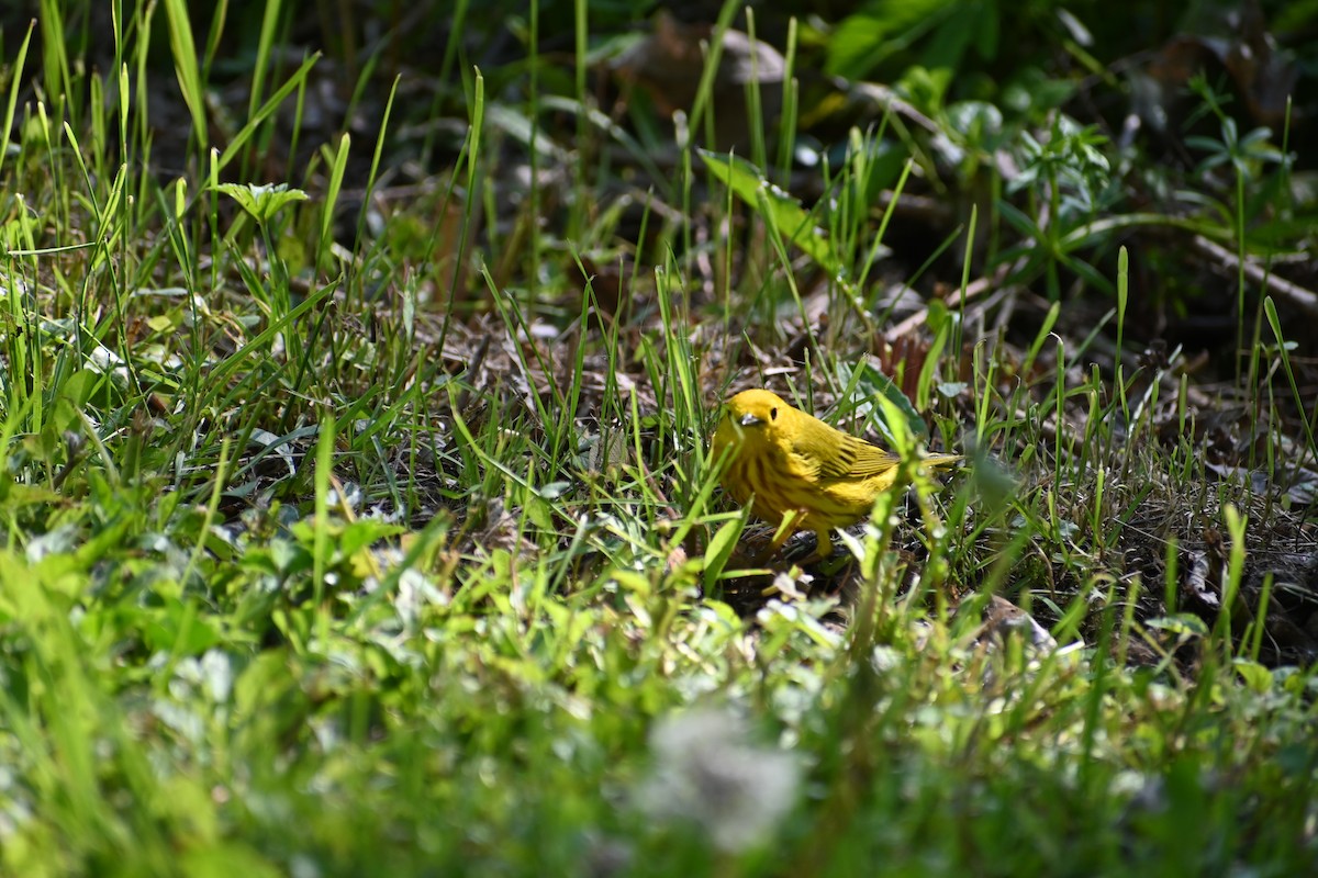 Yellow Warbler - ML636692310