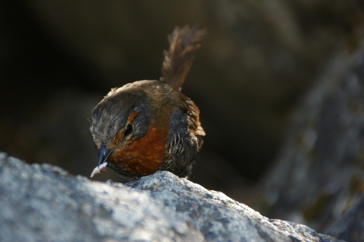 Chucao Tapaculo - ML636692316