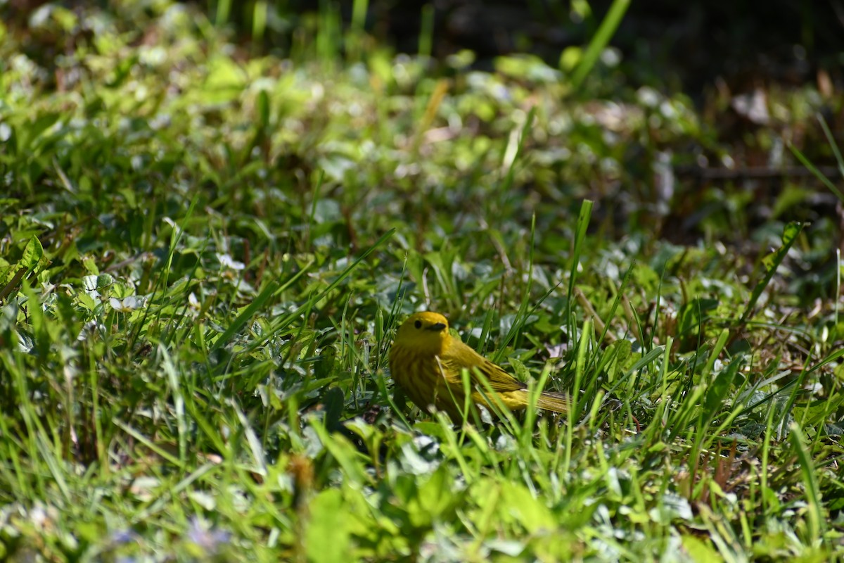 Yellow Warbler - ML636692322