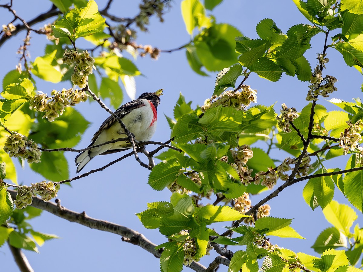 Rose-breasted Grosbeak - ML636692324