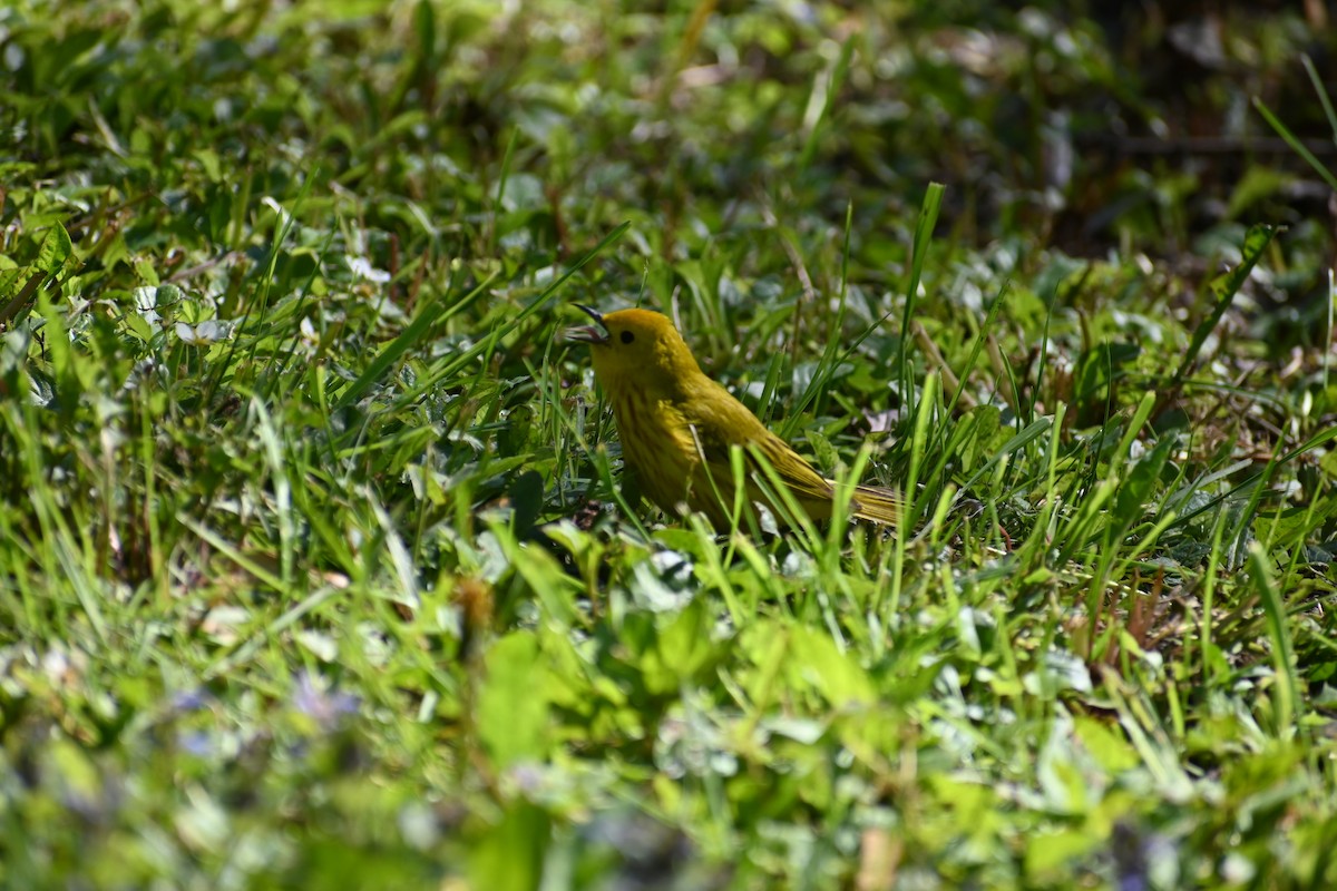 Yellow Warbler - ML636692357