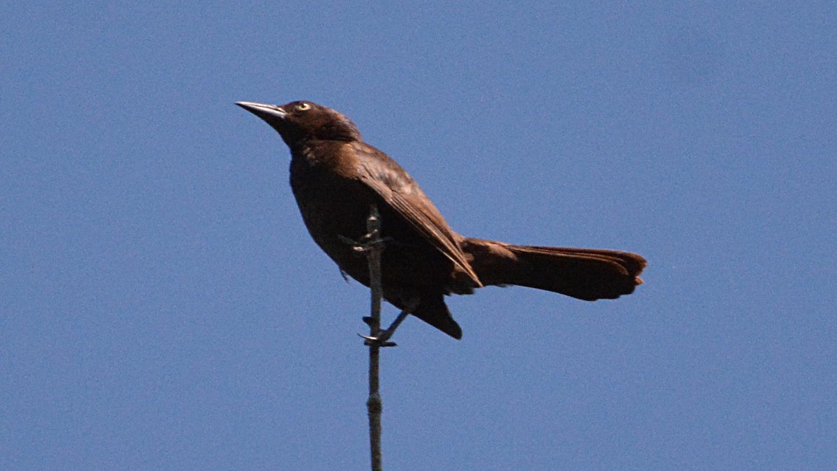 Common Grackle - ML63669241