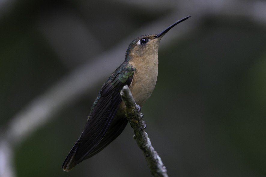 Rufous Sabrewing - ML636692447